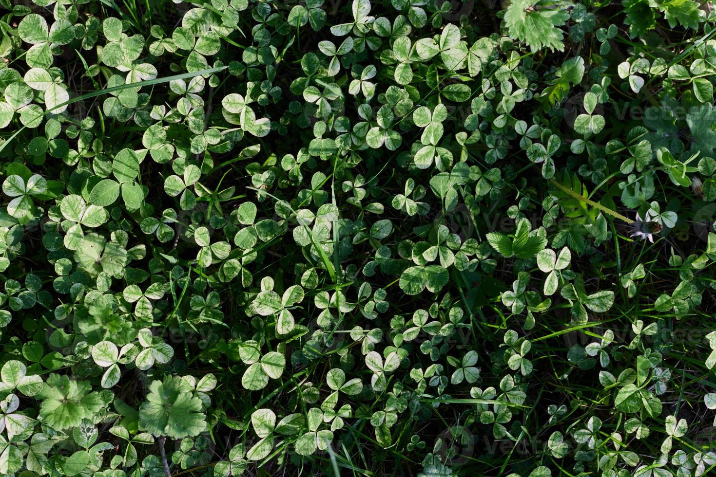 Close-up view of summer green lawn grass, microclover in sunlight photo