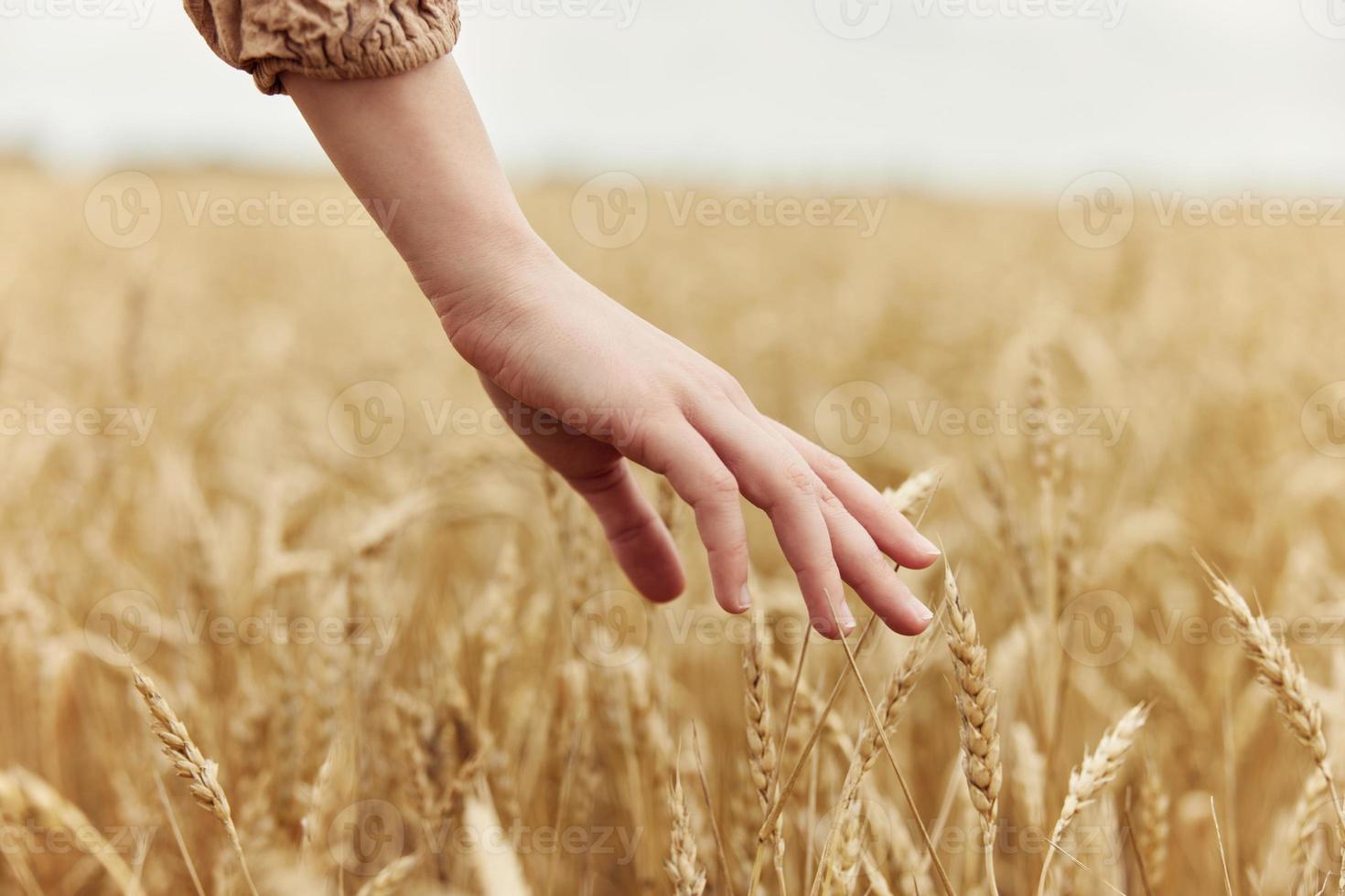 hand countryside industry cultivation harvest photo