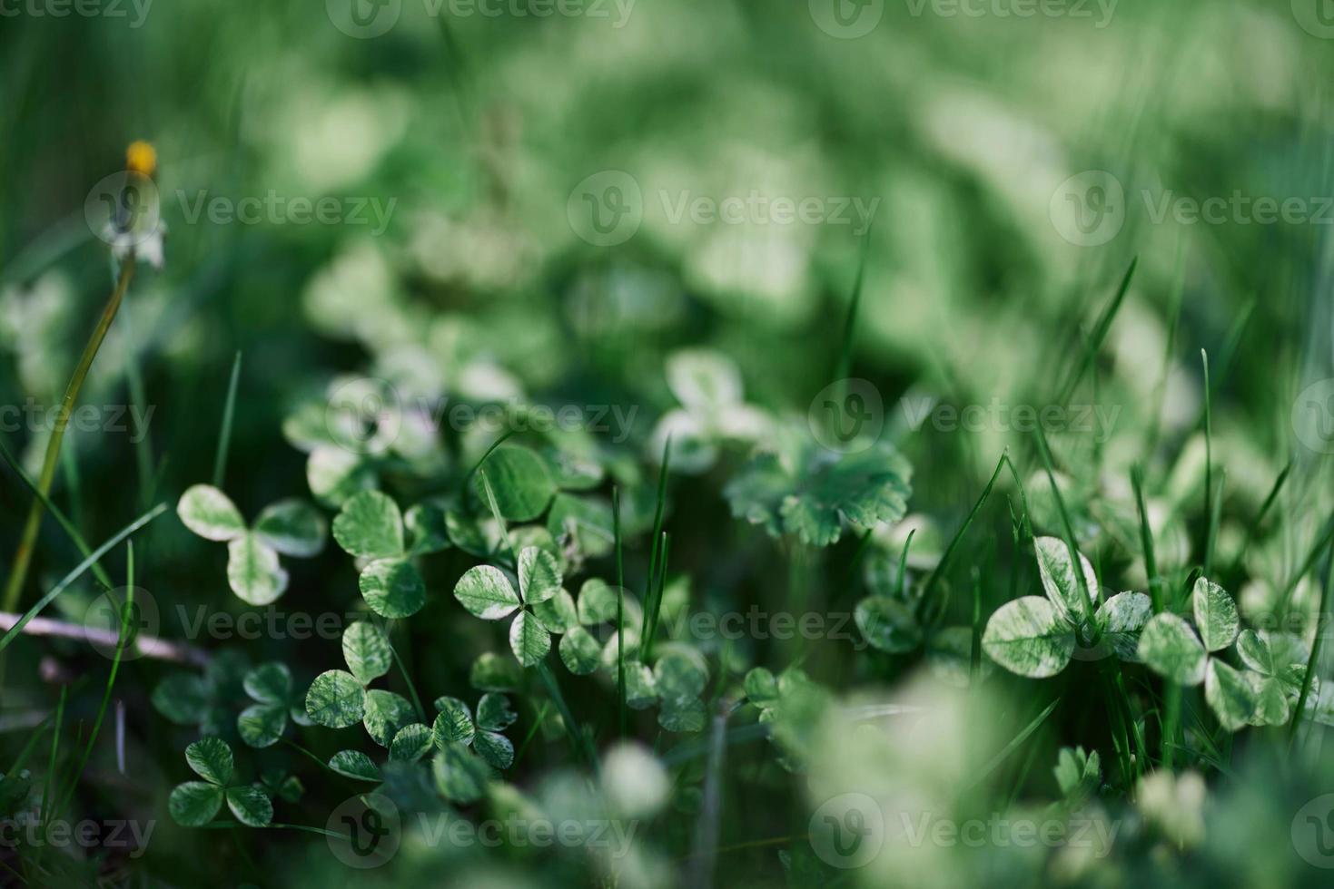 Young green clover leaf grass and myrcroclover seeds and fertilizer for a beautiful lawn in the rays of sunset summer light, stylish background design photo