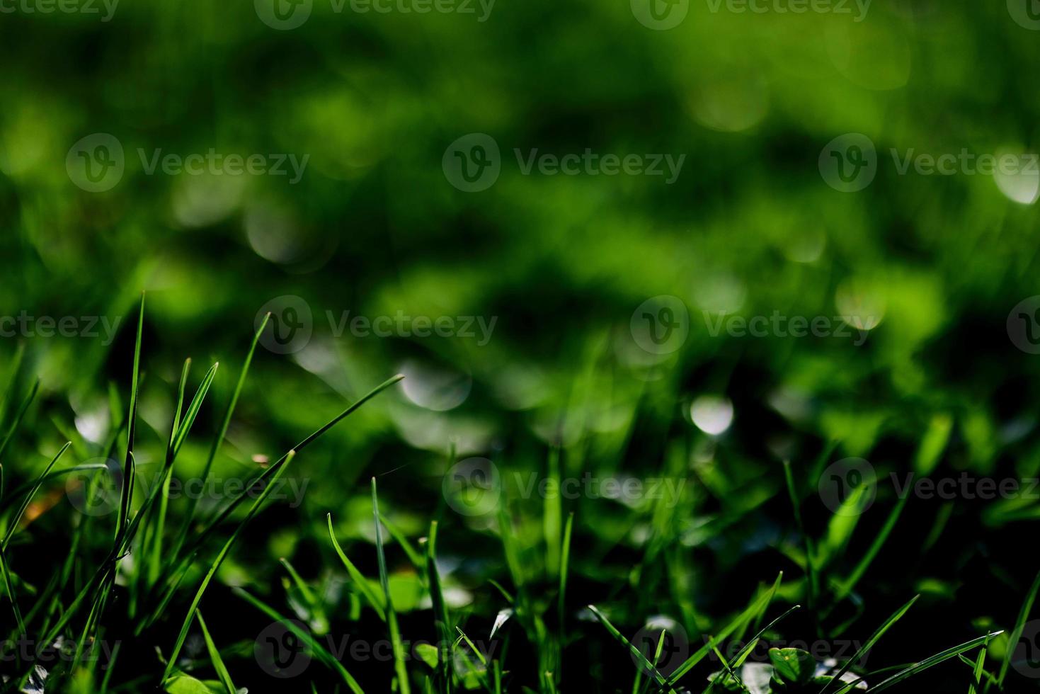 Green lawn grass close-up of the leaves of the grass. Nature conservation without environmental pollution, clean air photo