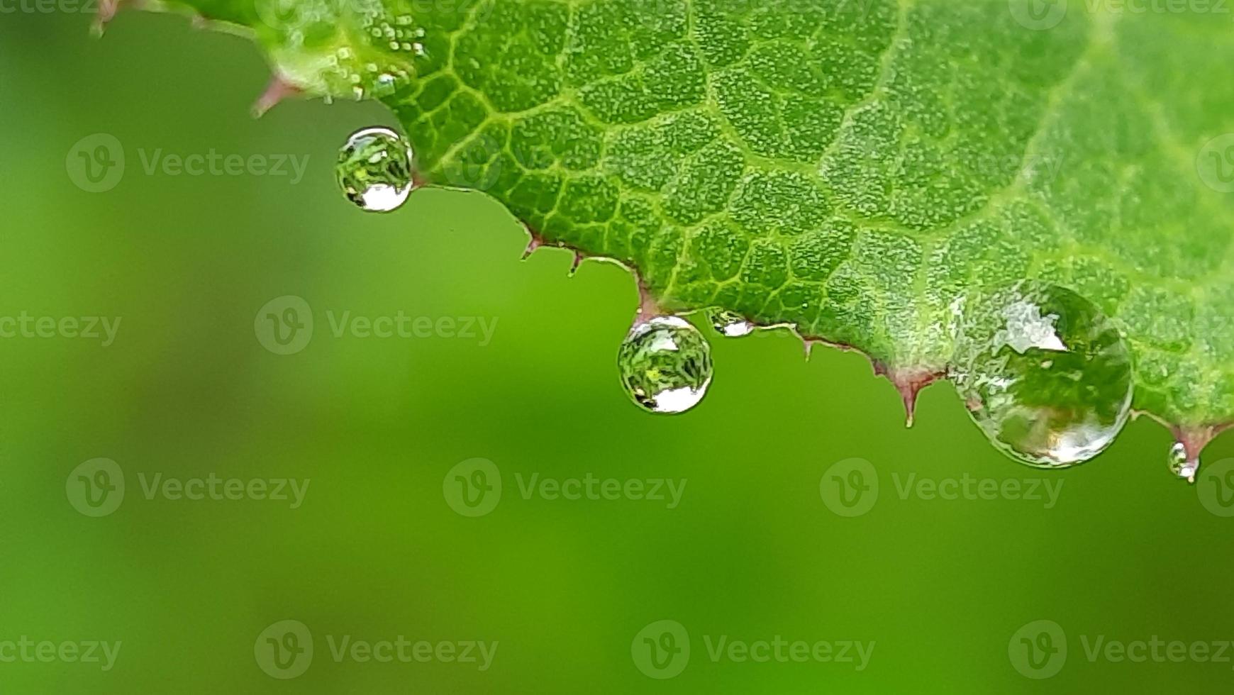 green grass with dew in the garden. photo