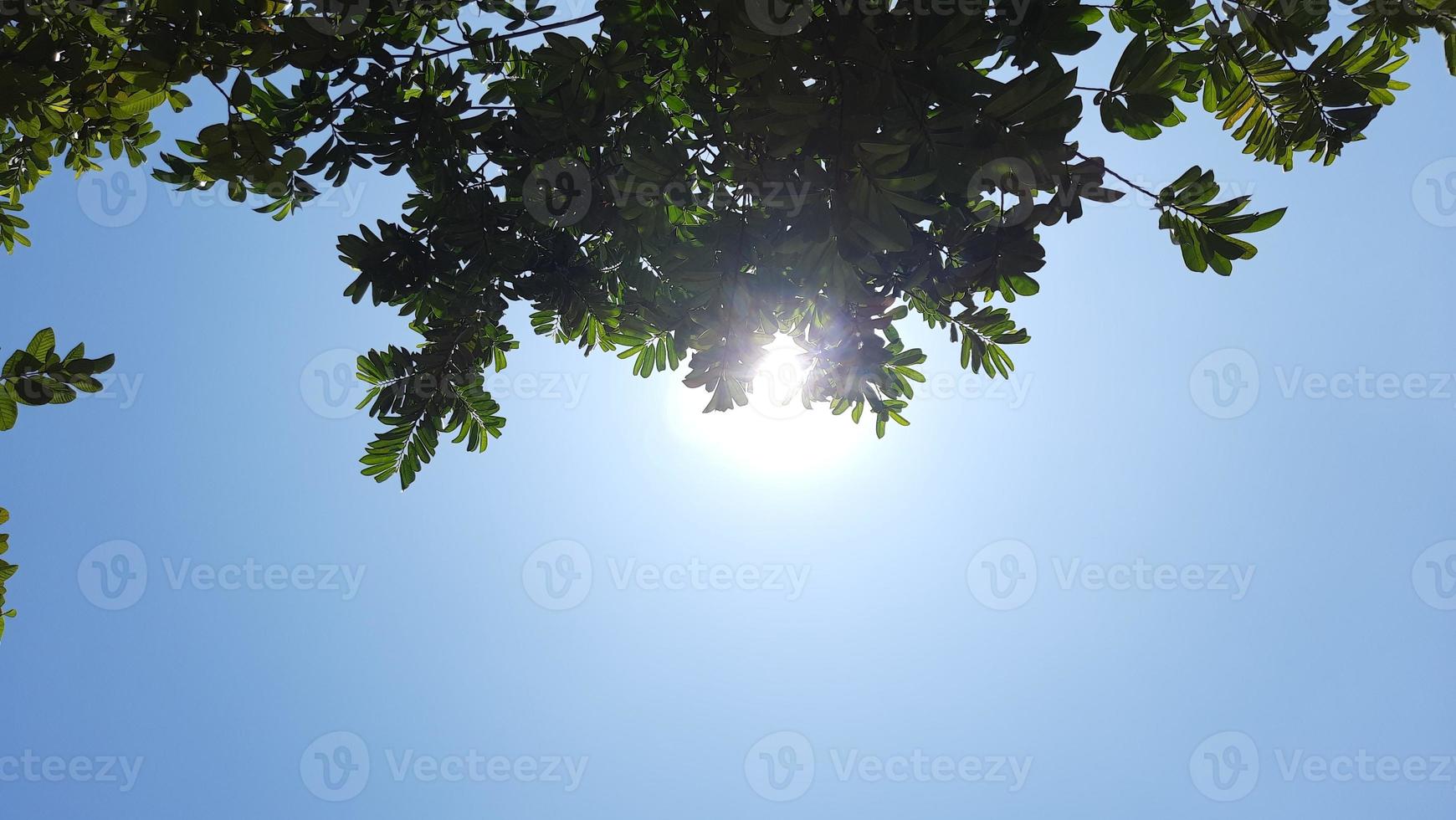 clear sky and no clouds during the day, photo from under a shady tree.