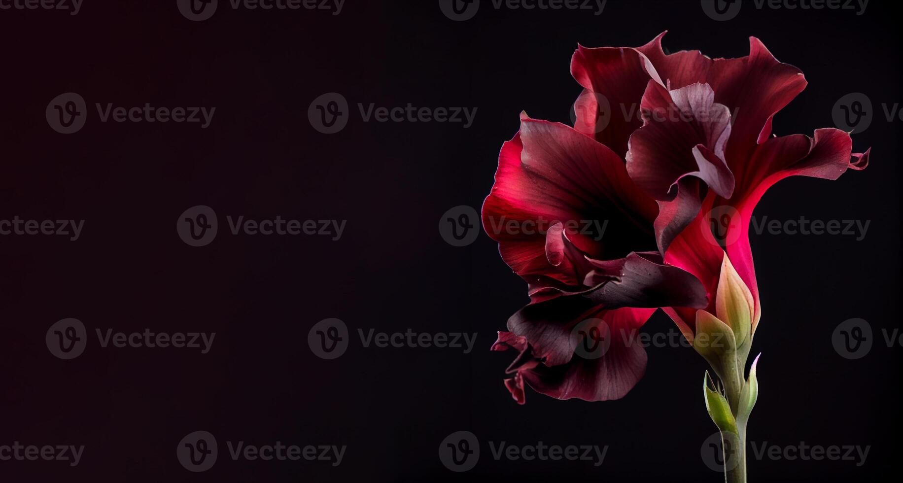 Dark Canna Flower in Black Background photo