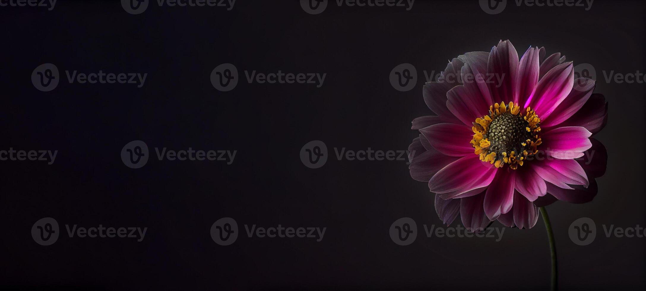 Dark anemon flower in black background photo