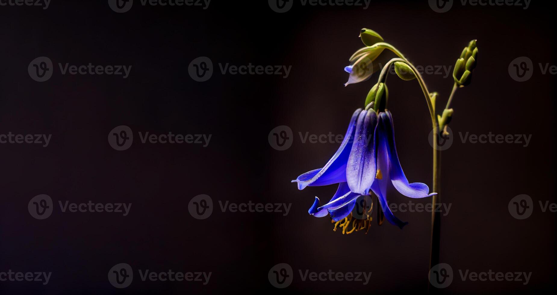 dark bluebell flower black background photo