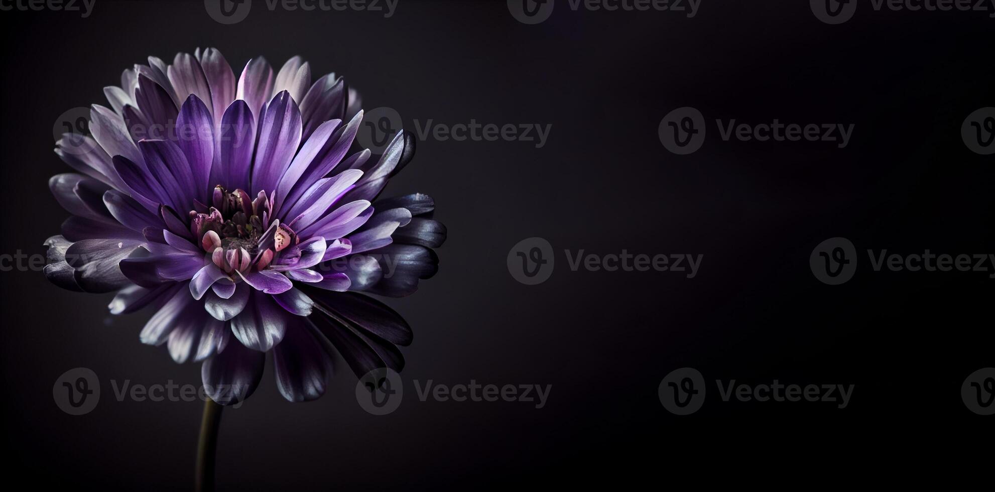 Dark anemon flower in black background photo