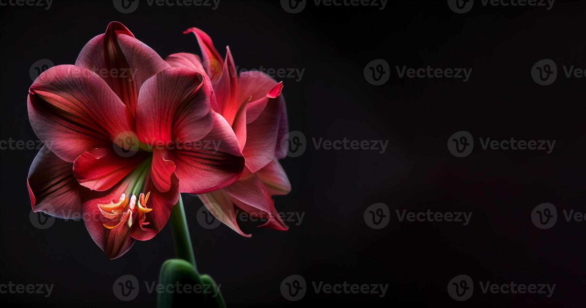 dark Amaryllis flower in black background photo