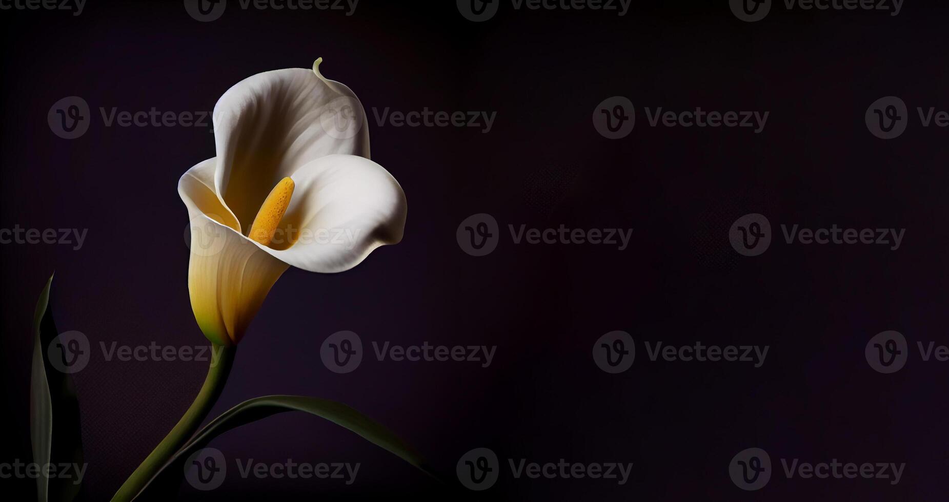 Dark Calla Lilly flower in black background photo