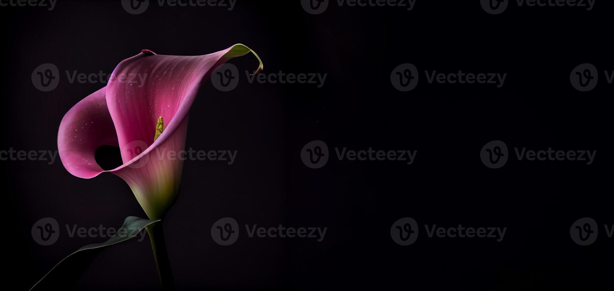 Dark Calla Lilly flower in black background photo