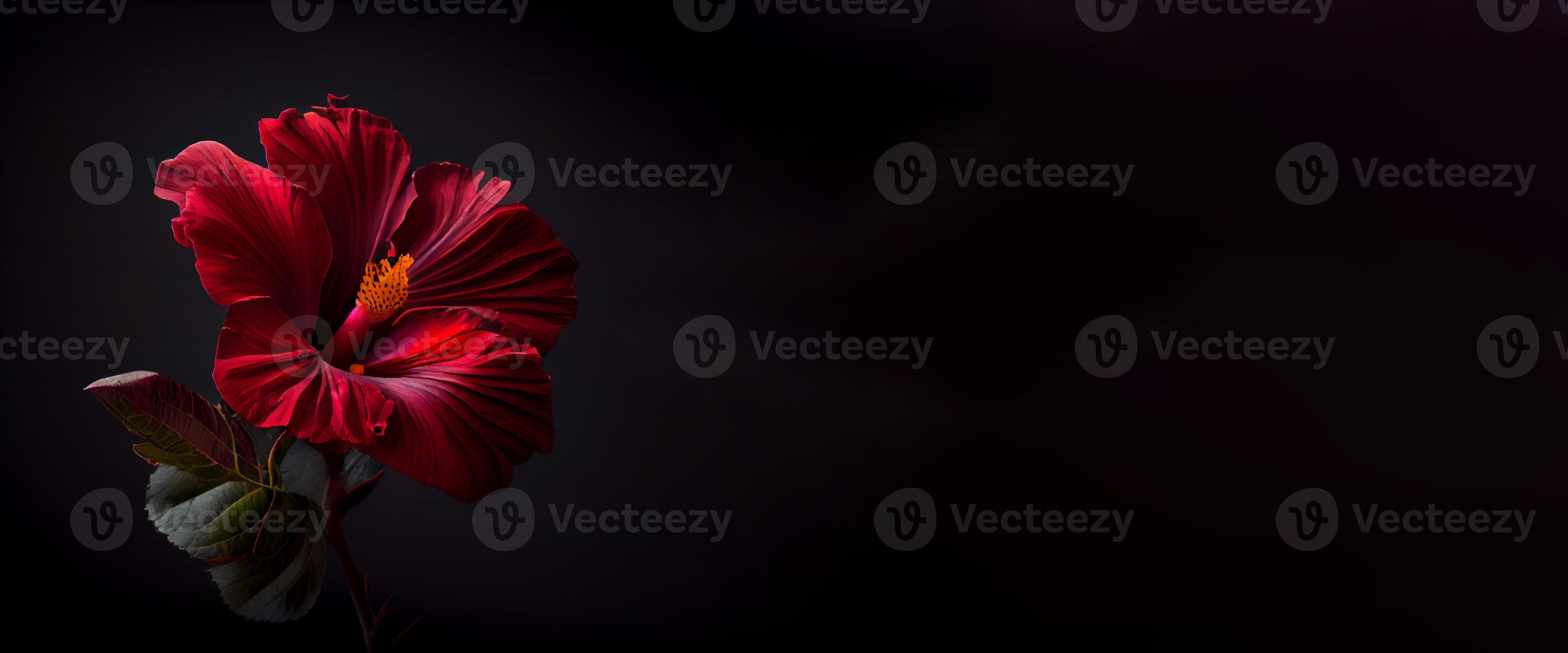 Dark petunia flower in black background ai generated 22075352 Stock