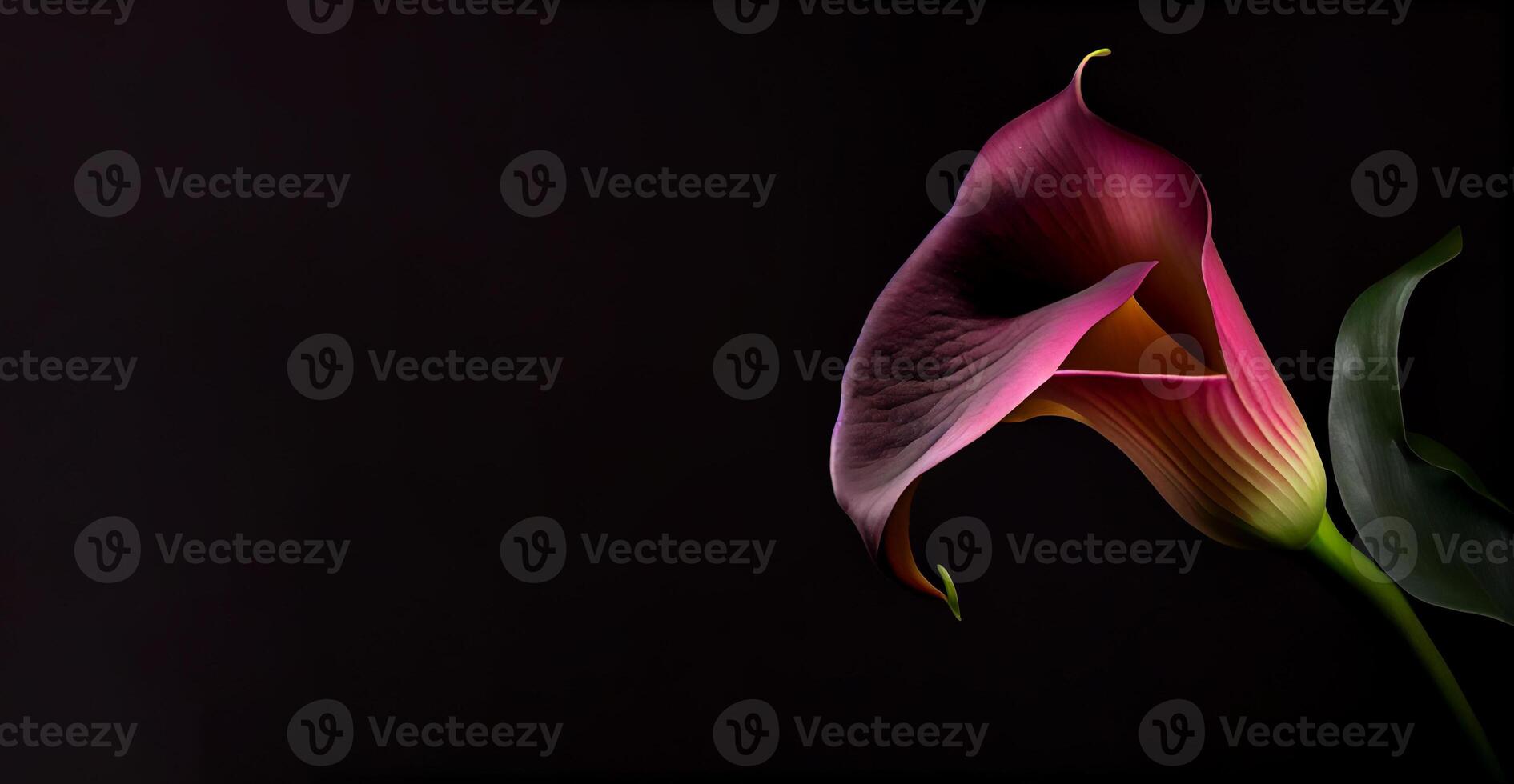 Dark Calla Lilly flower in black background photo