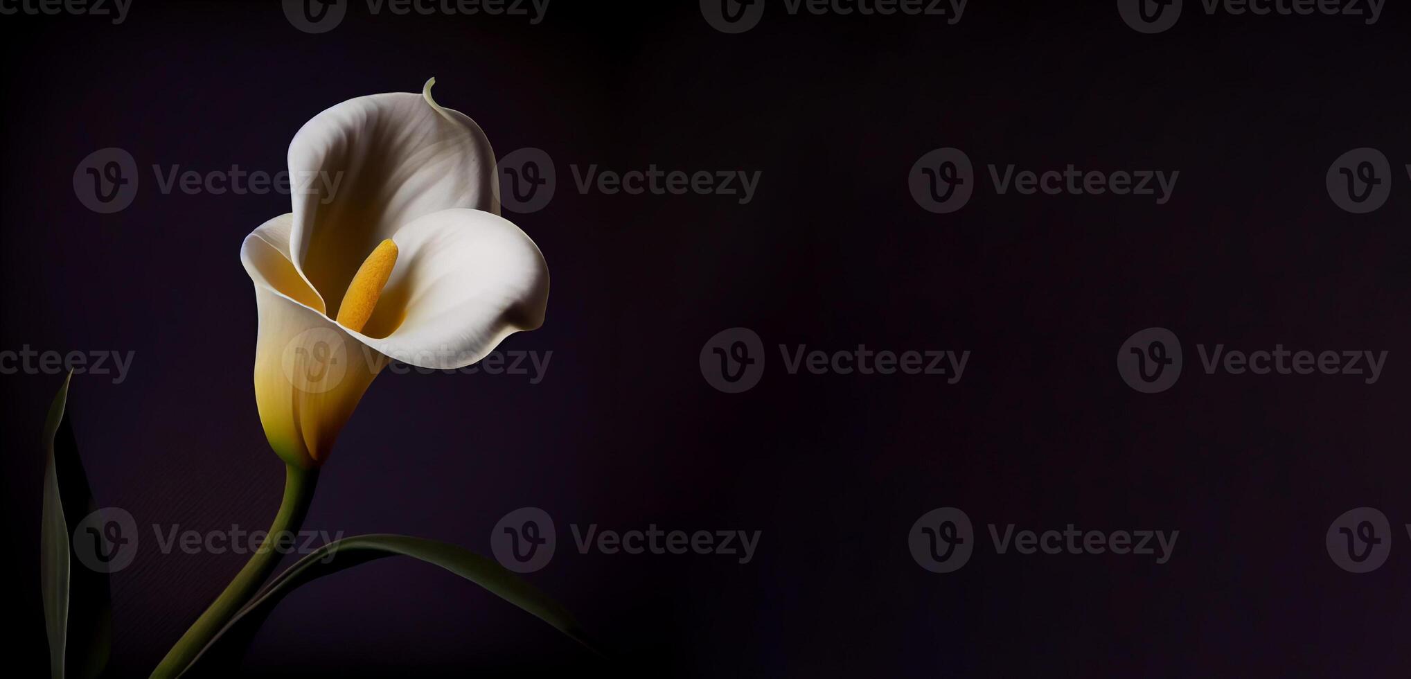 Dark Calla Lilly flower in black background photo