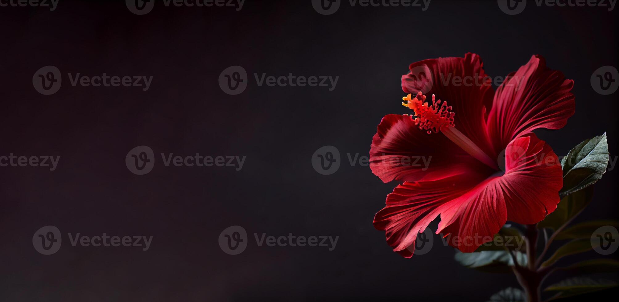 Dark petunia flower in black background photo