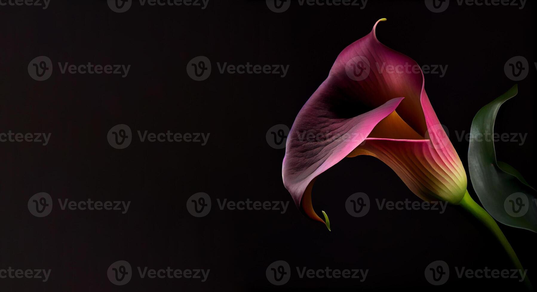 Dark Calla Lilly flower in black background photo