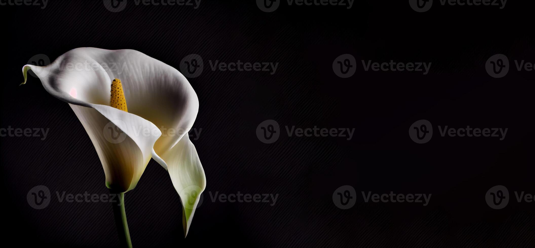 Dark Calla Lilly flower in black background photo