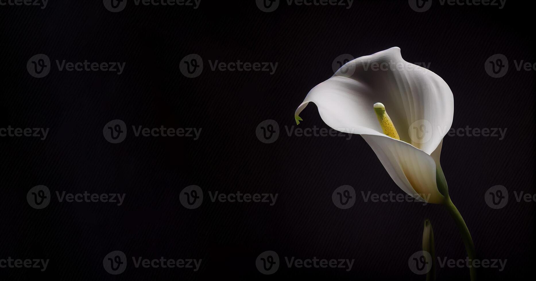 Dark Calla Lilly flower in black background photo