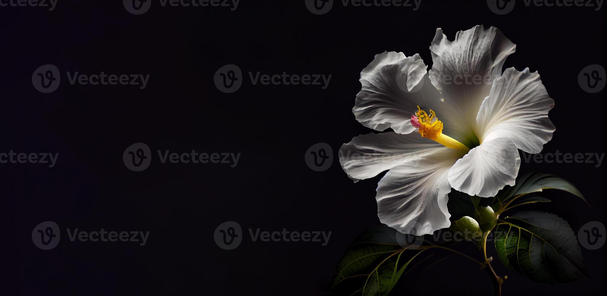 dark white hibiscus flower in black background photo