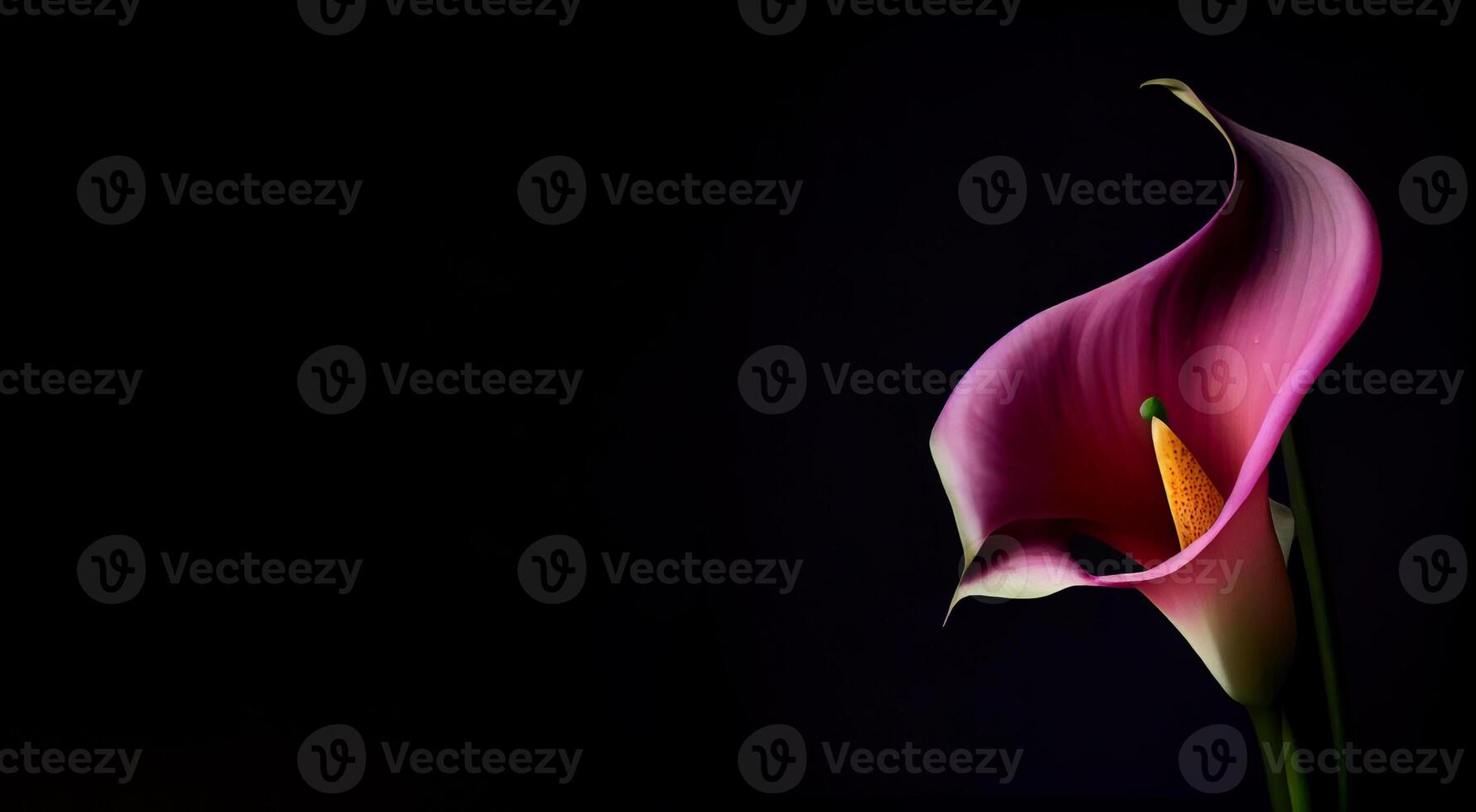 Dark Calla Lilly flower in black background photo