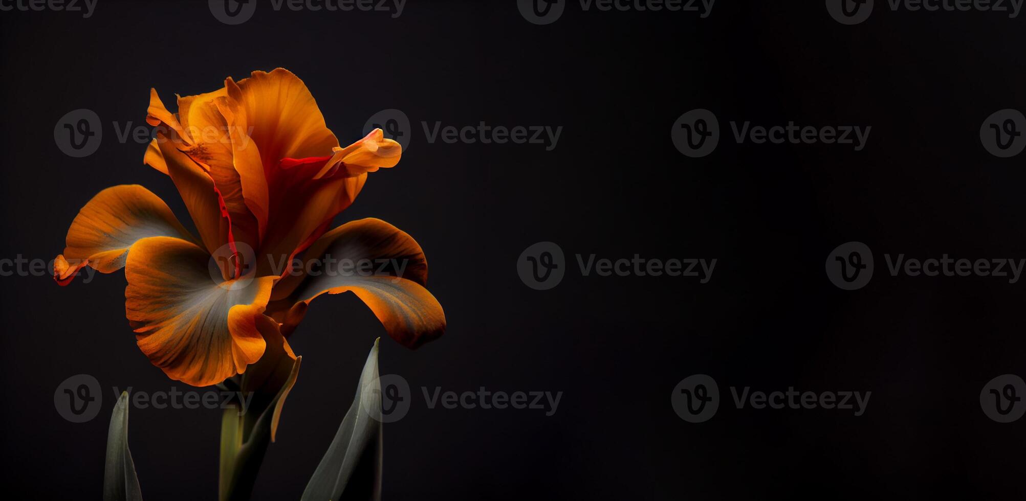 Dark canna flower in black background photo