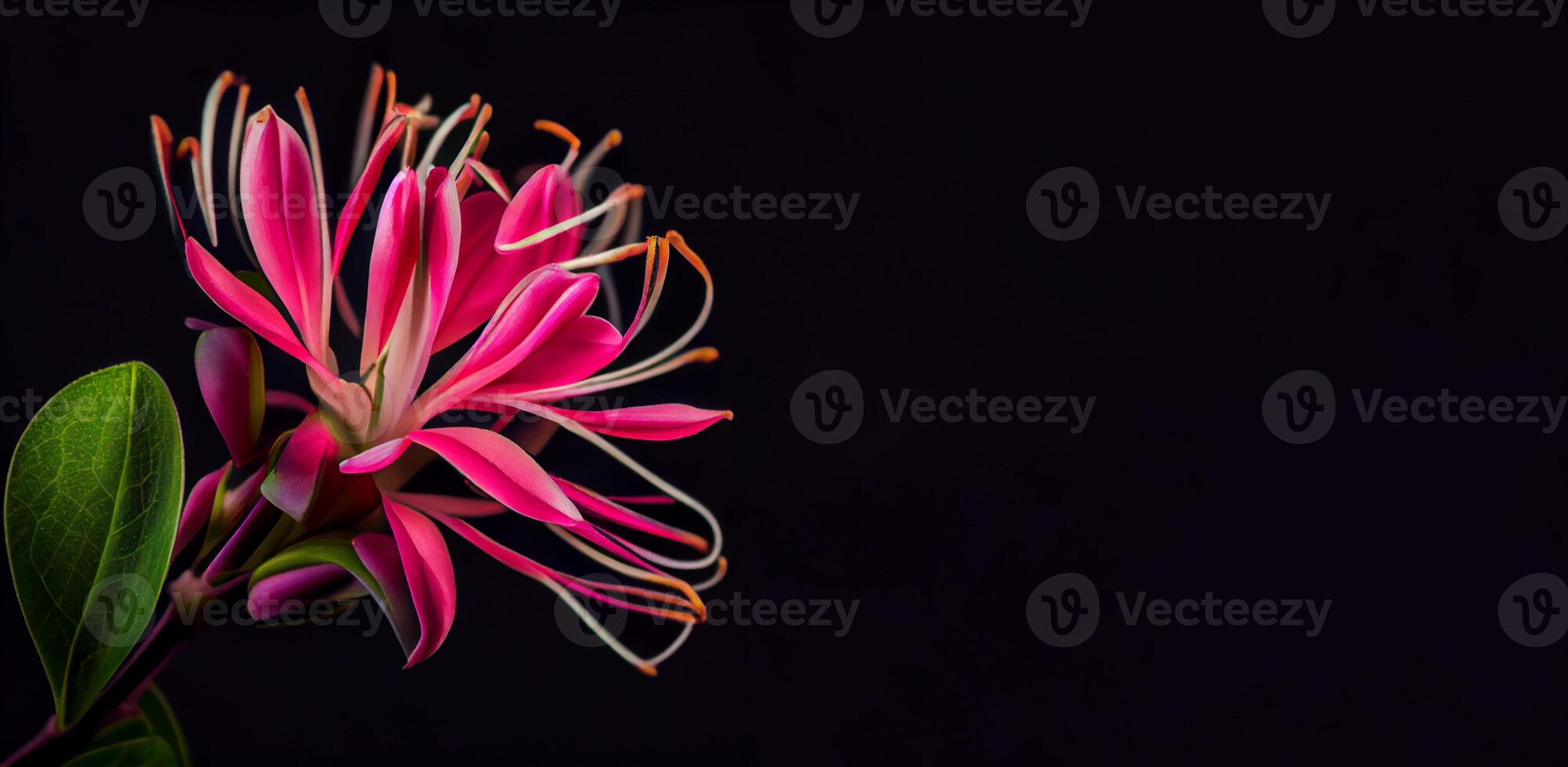 Dark pink Honeysuckle flower in black background photo