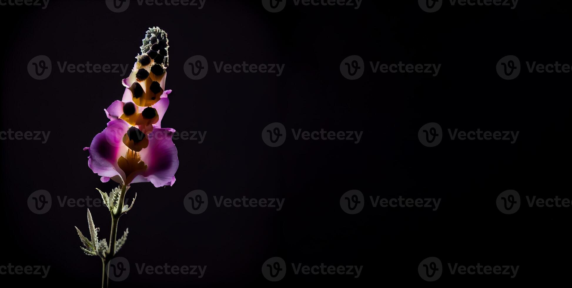 dark foxglove flower in black background photo