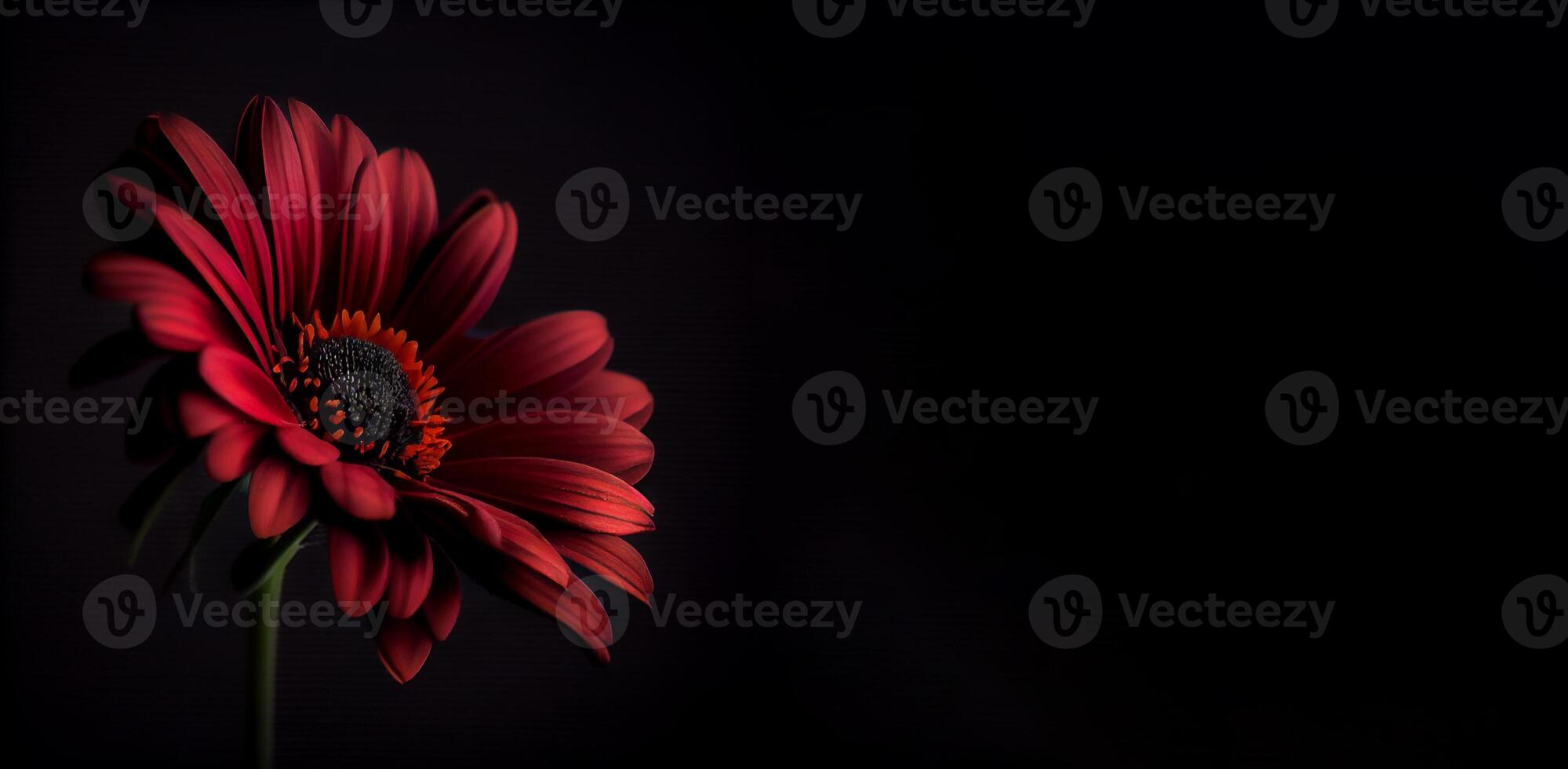 Dark cosmos flower in black background photo