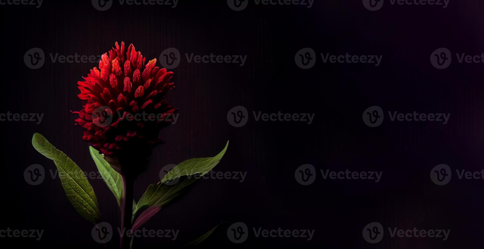 dark celosia flower in black background photo