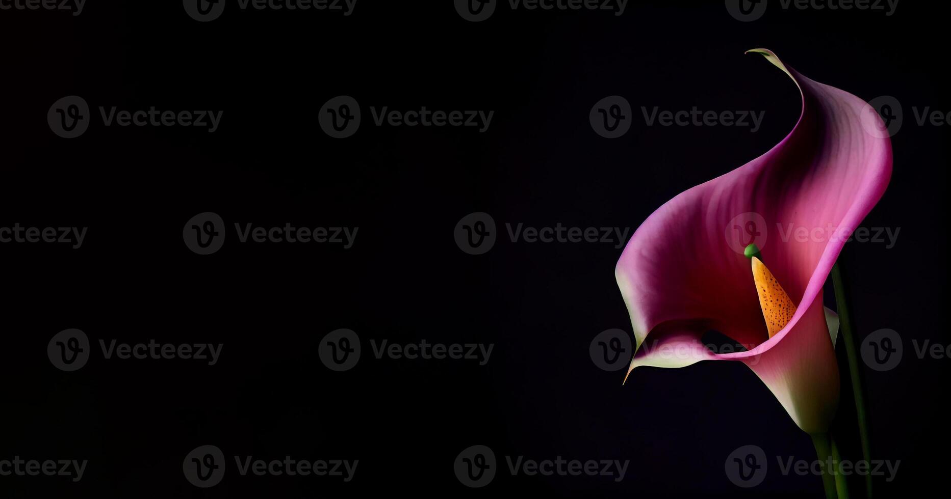 Dark Calla Lilly flower in black background photo