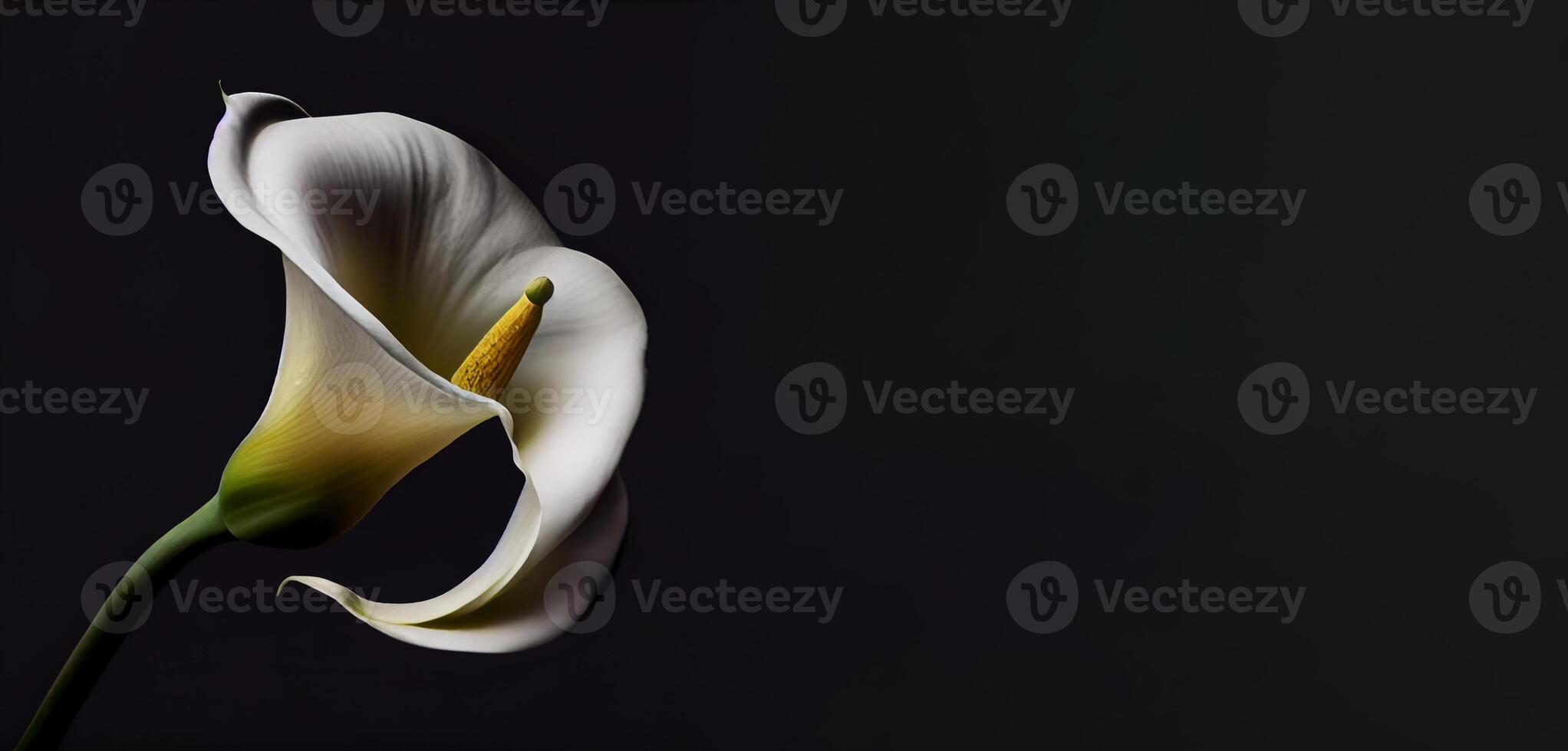 Dark Calla Lilly flower in black background photo