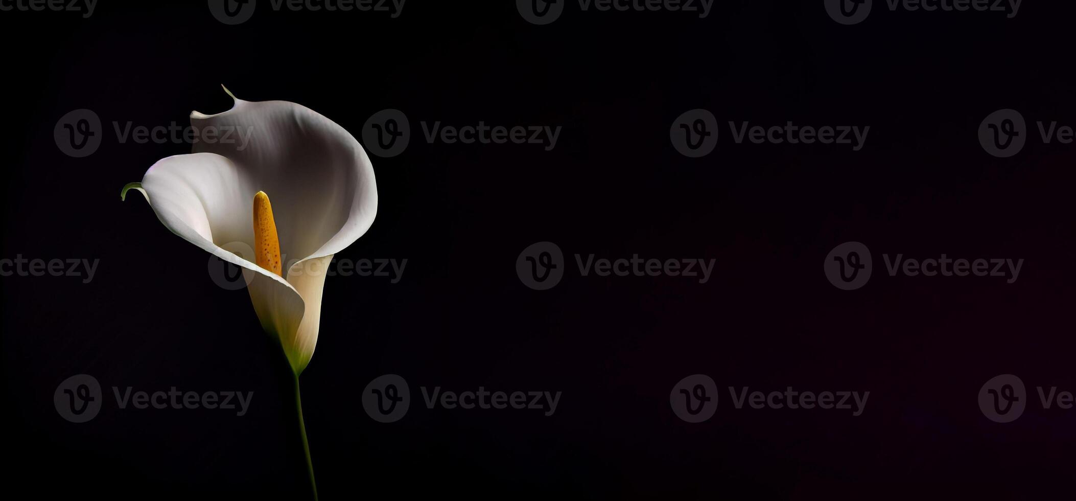 Dark Calla Lilly flower in black background photo