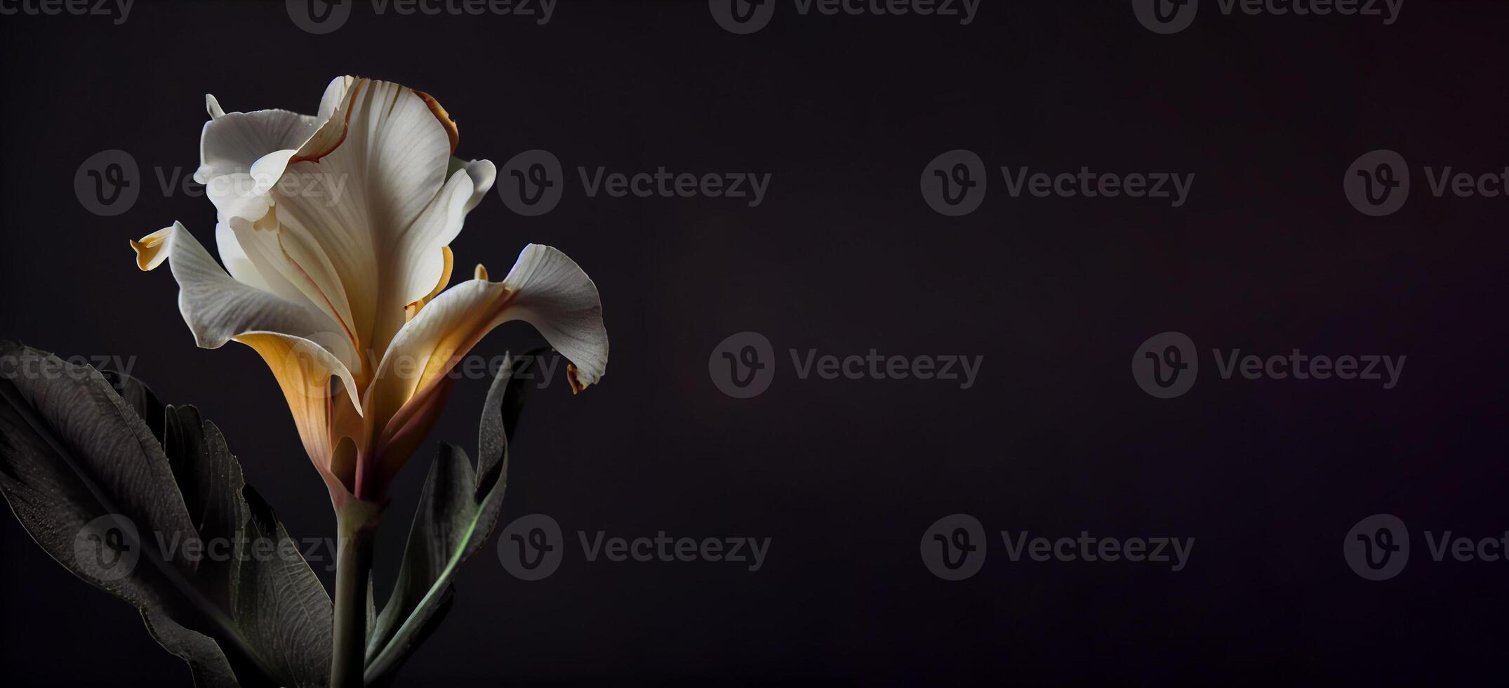 Dark Canna Flower in Black Background photo