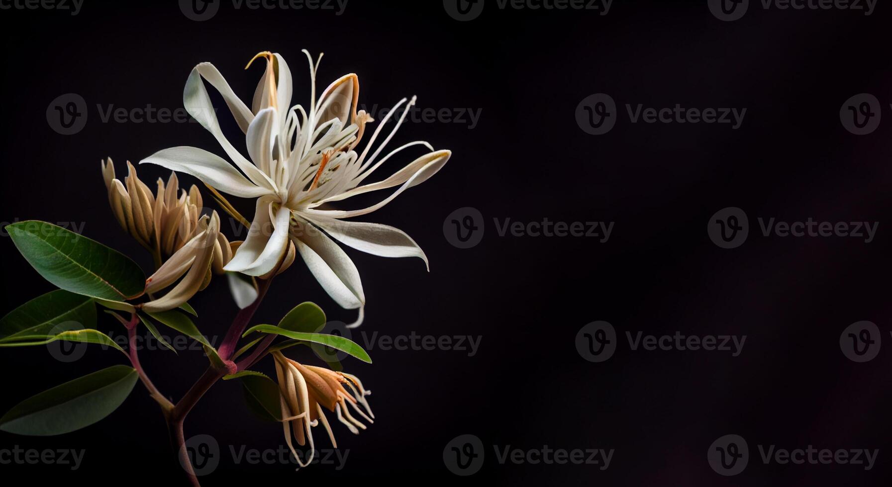 Dark white Honeysuckle flower in black background with copy space photo