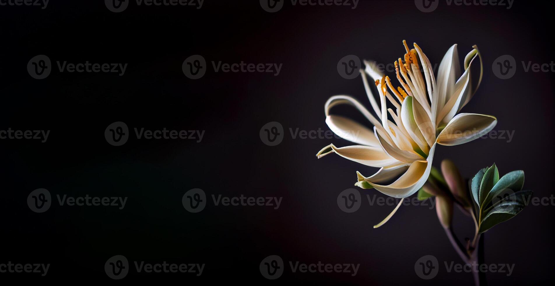 Dark white Honeysuckle flower in black background with copy space photo