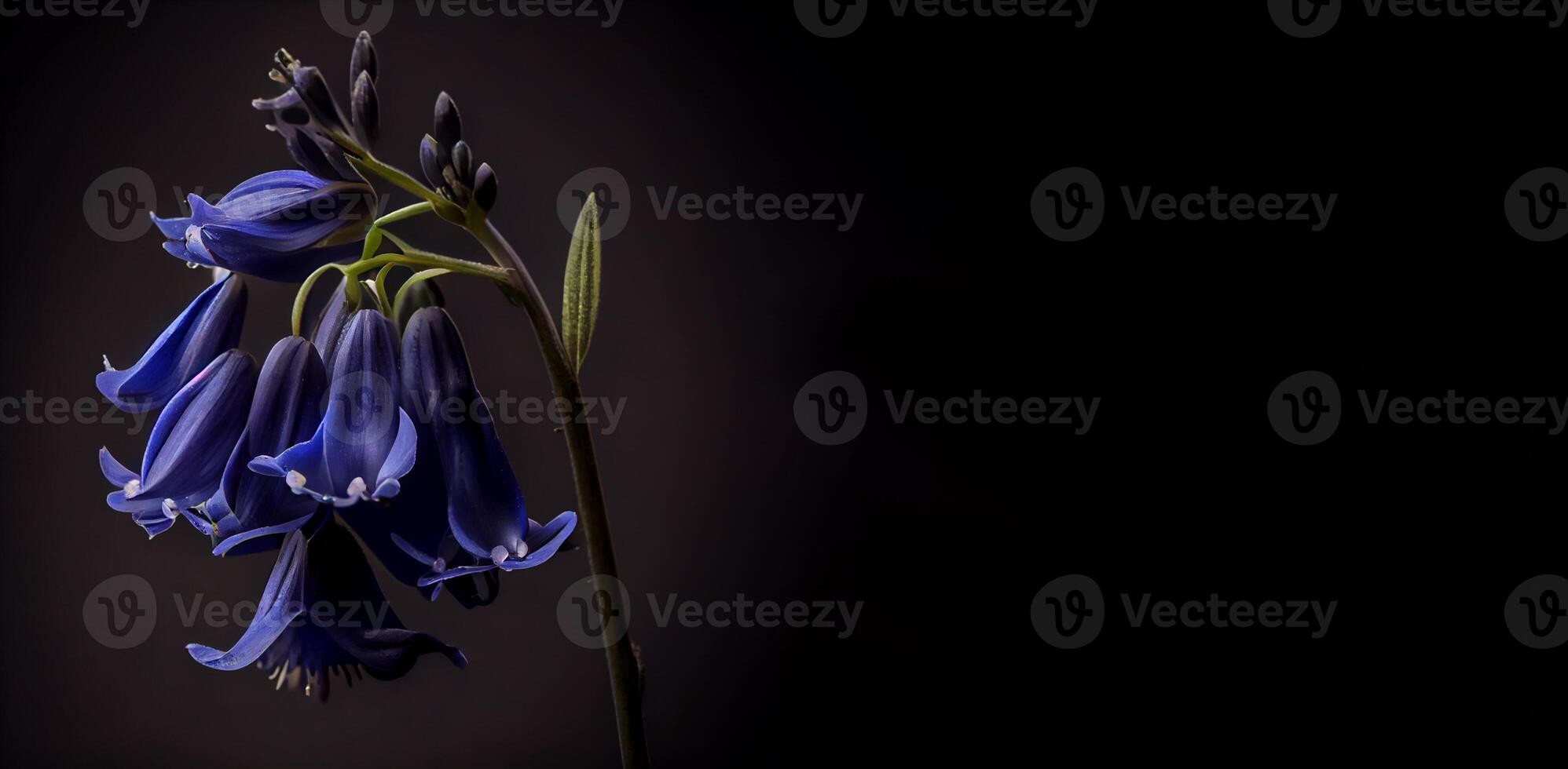 dark bluebell flower black background photo