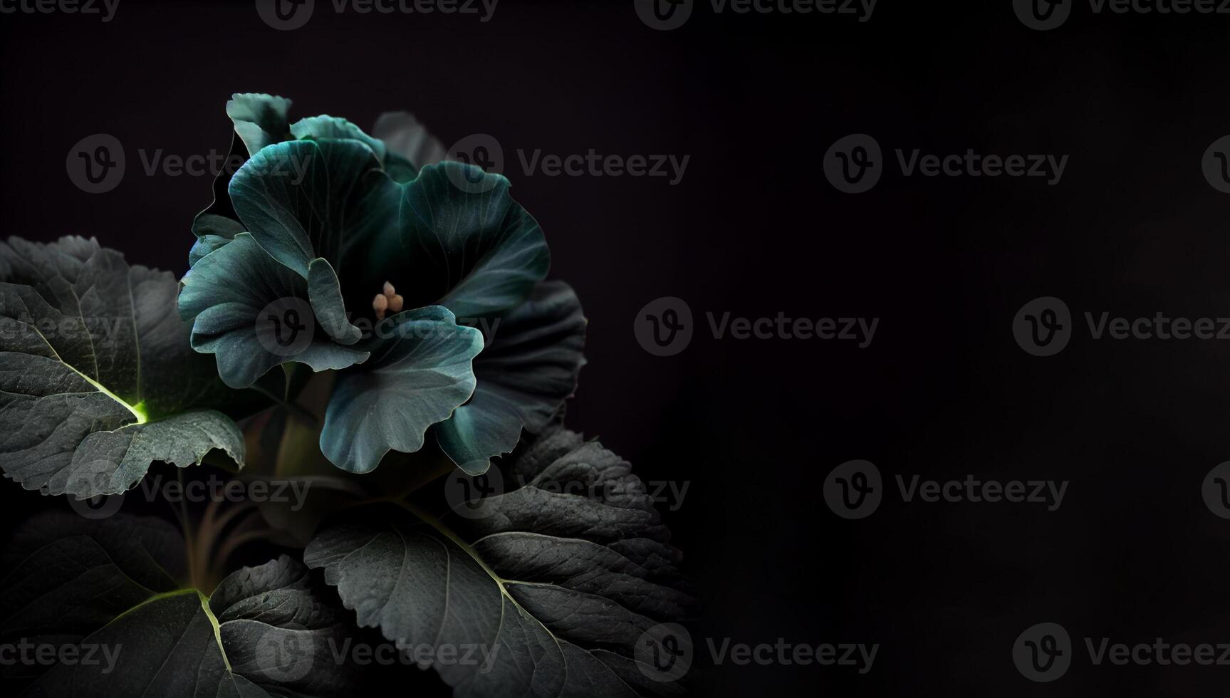 dark green begonia flower in black background photo