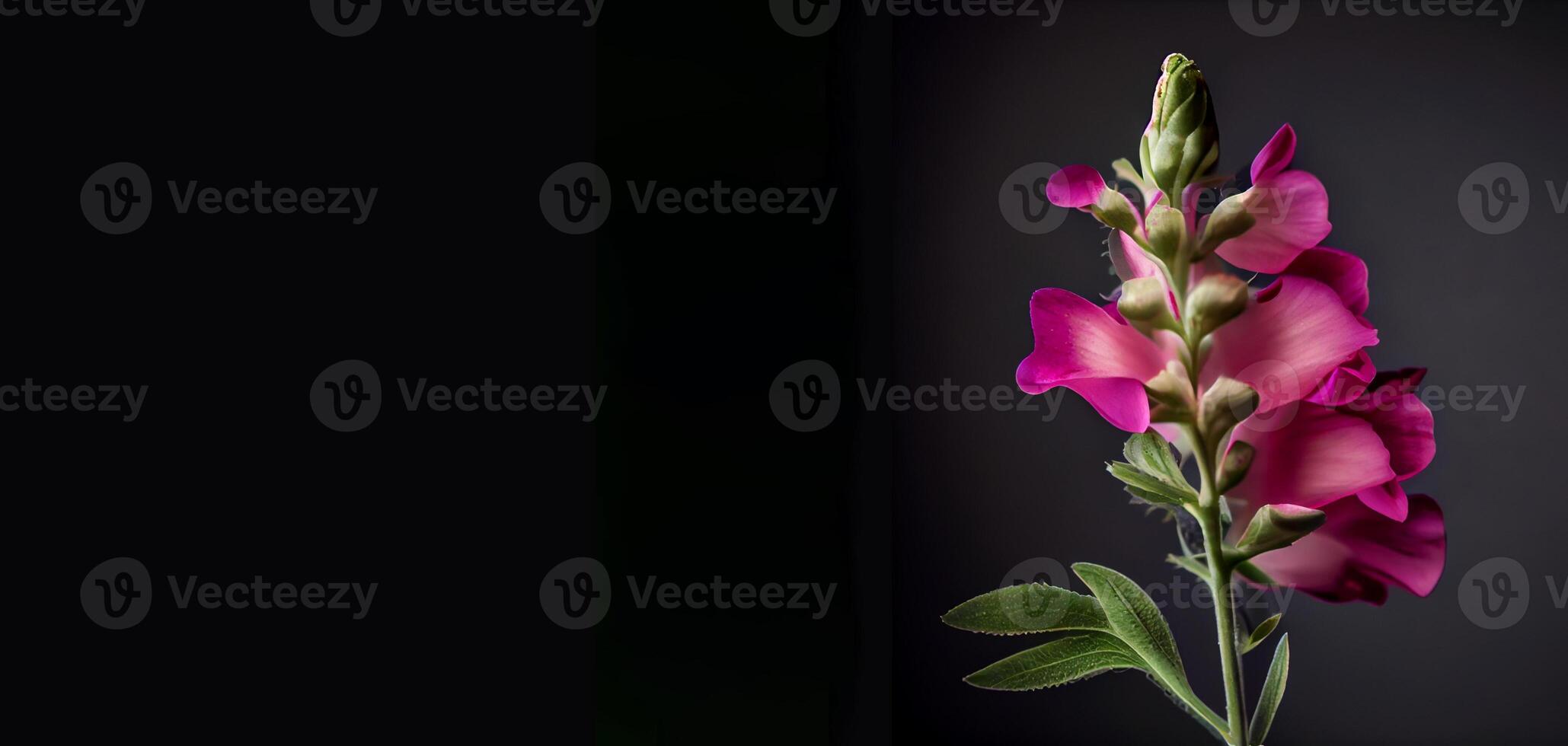 dark foxglove flower in black background photo