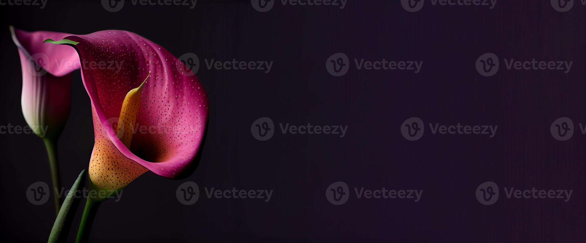 Dark Calla Lilly flower in black background photo