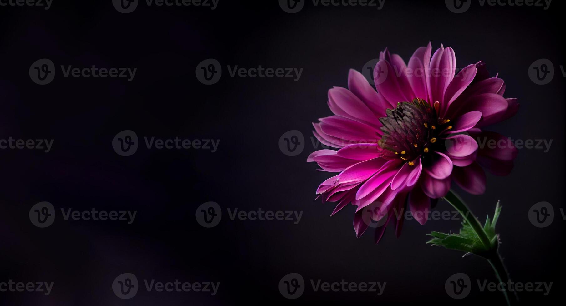 Dark anemon flower in black background photo