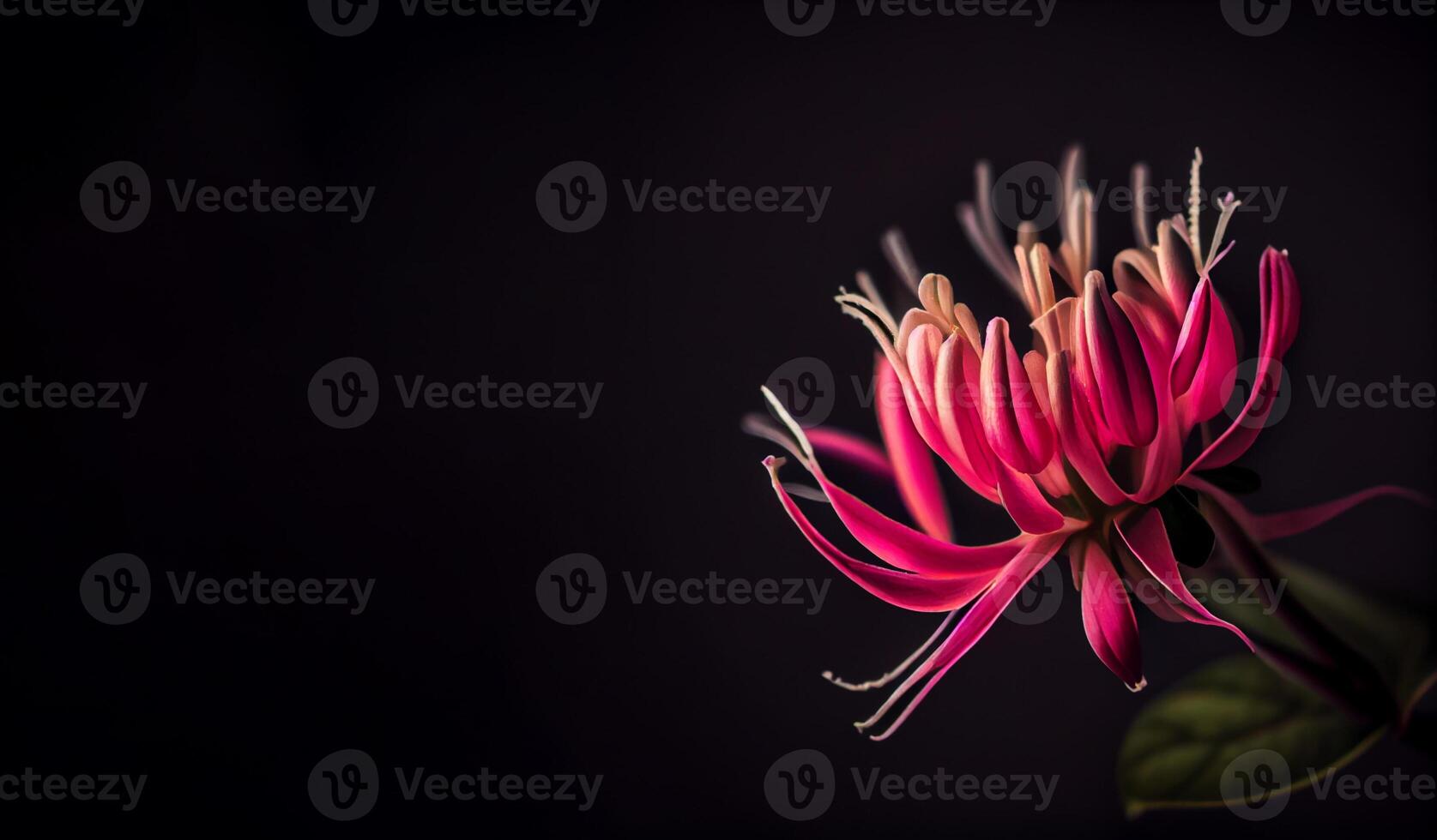 Dark pink Honeysuckle flower in black background photo