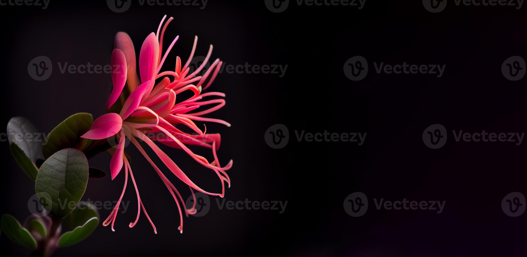 Dark pink Honeysuckle flower in black background photo