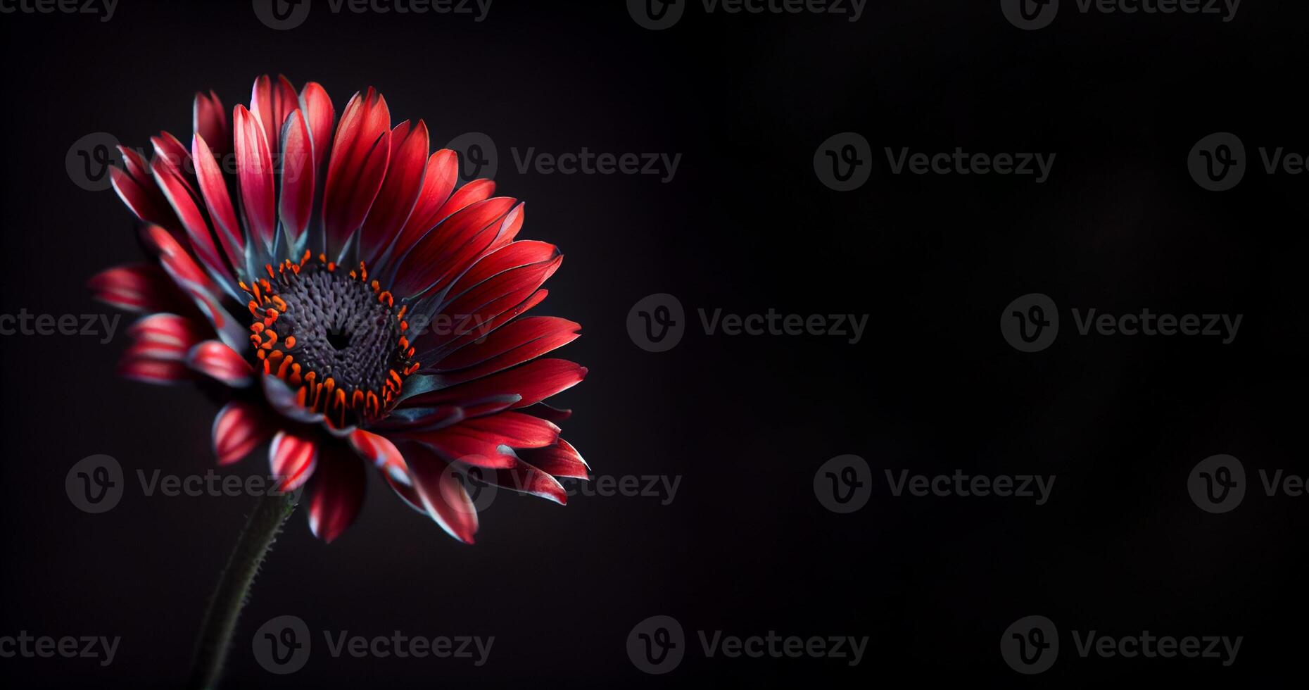 oscuro anemon flor en negro antecedentes foto