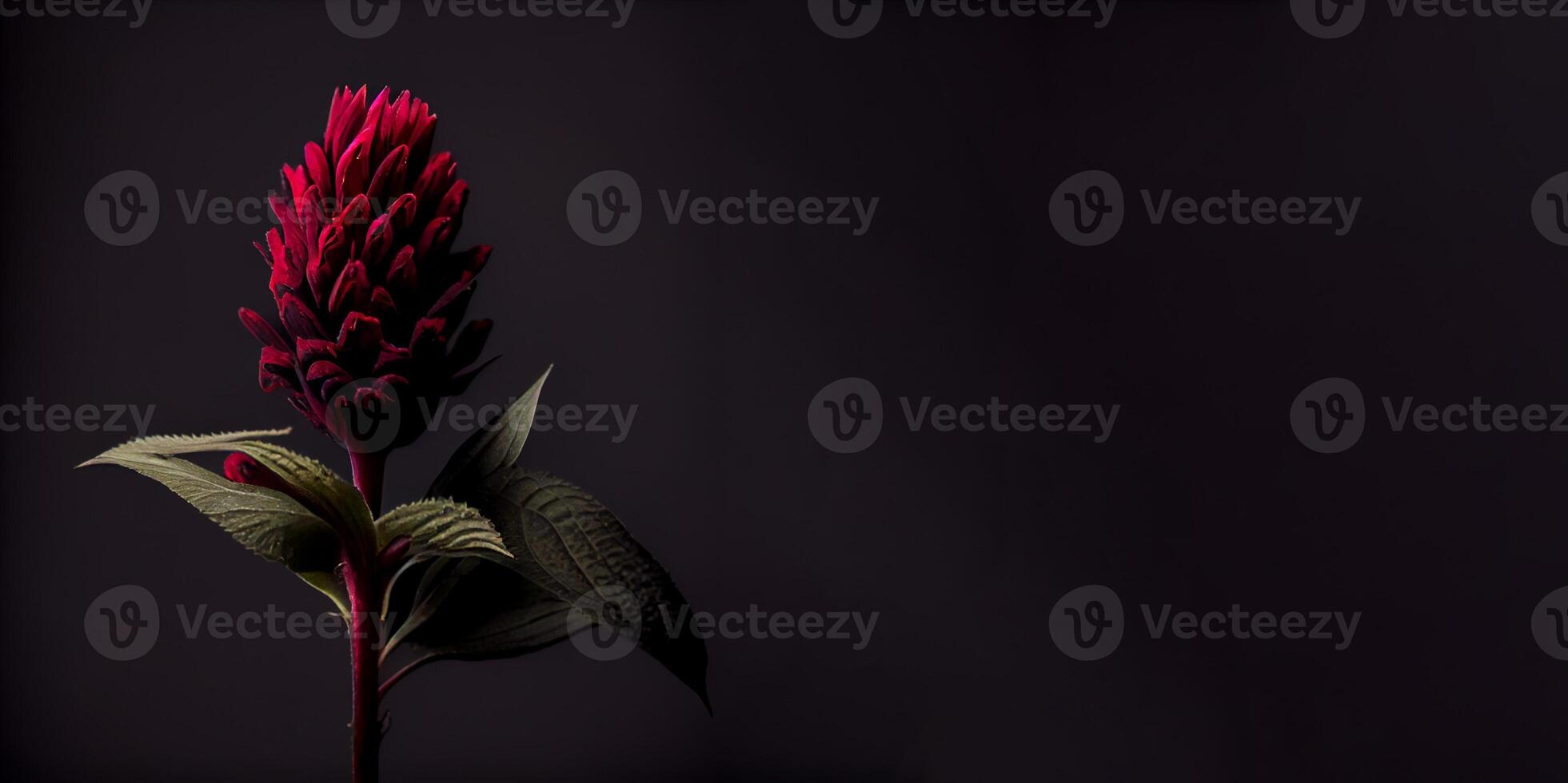 dark celosia flower in black background photo