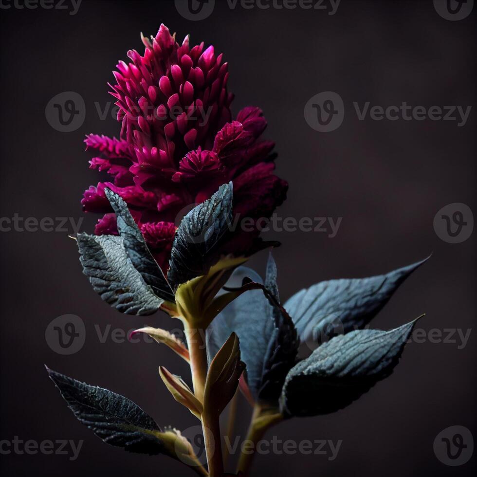 oscuro celosia flor en negro antecedentes ai generado foto