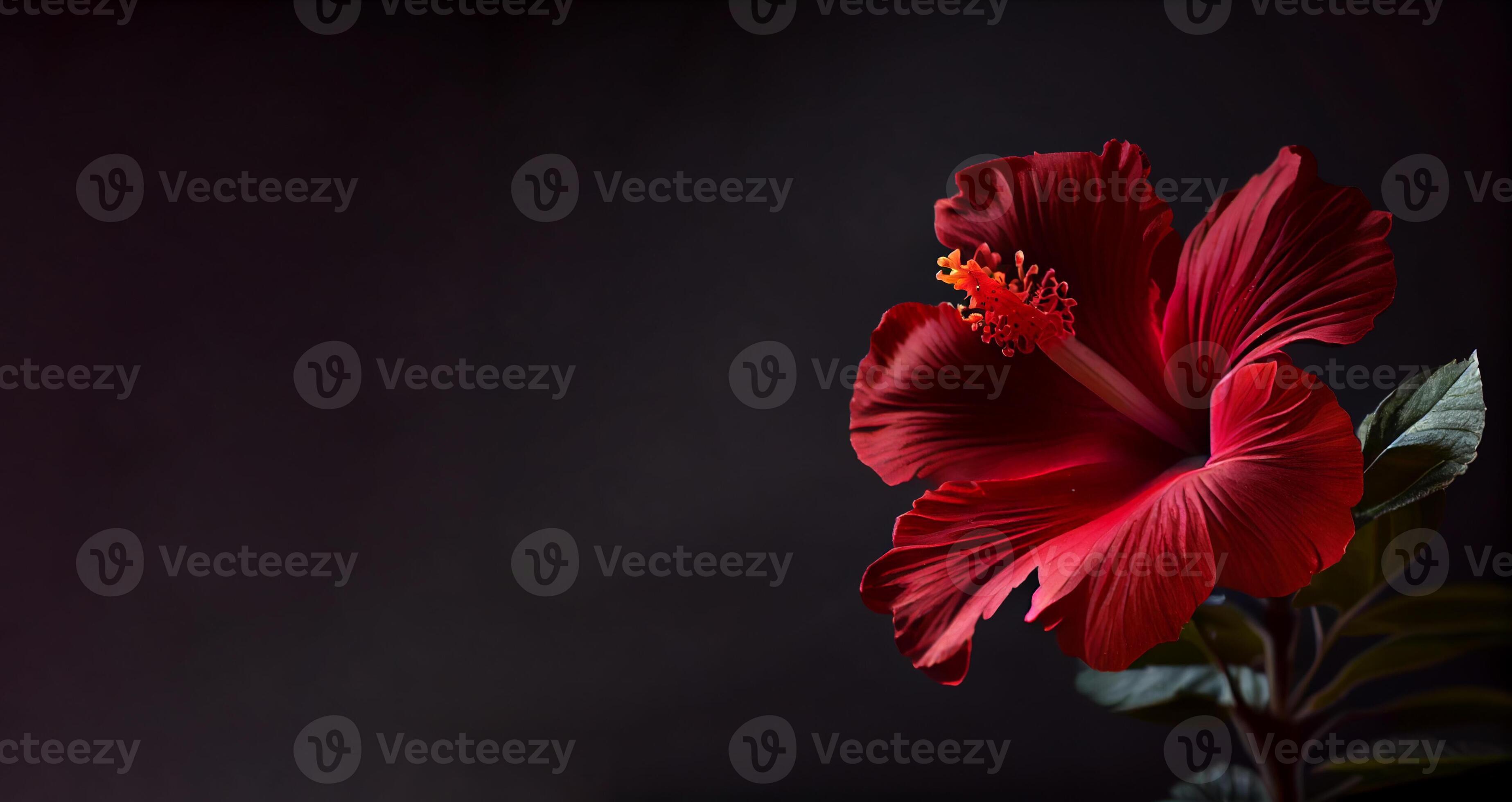 Dark petunia flower in black background ai generated 22075459 Stock