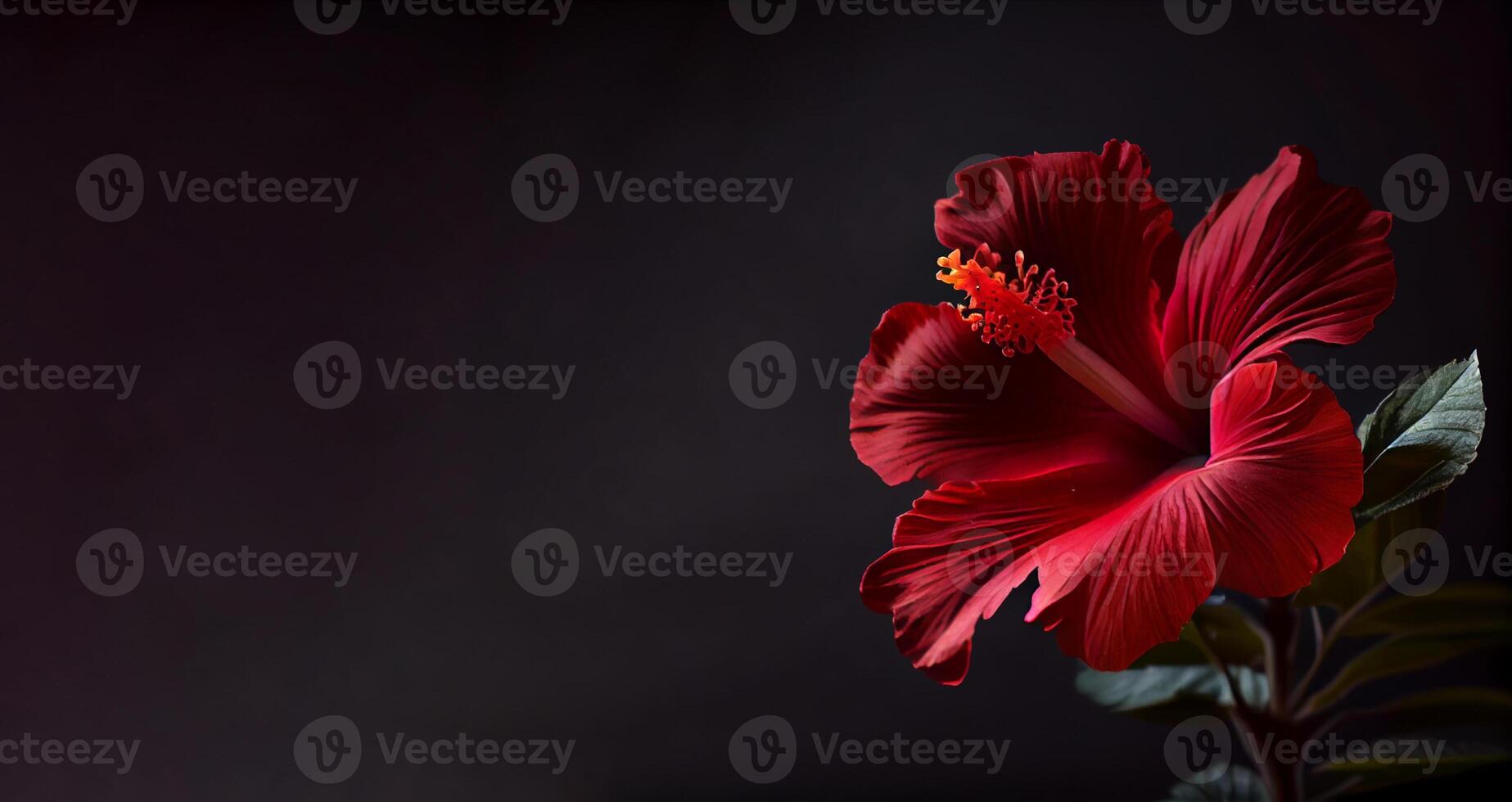 Dark petunia flower in black background photo