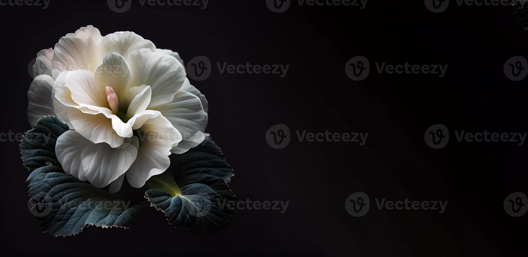 dark camellia in black background photo