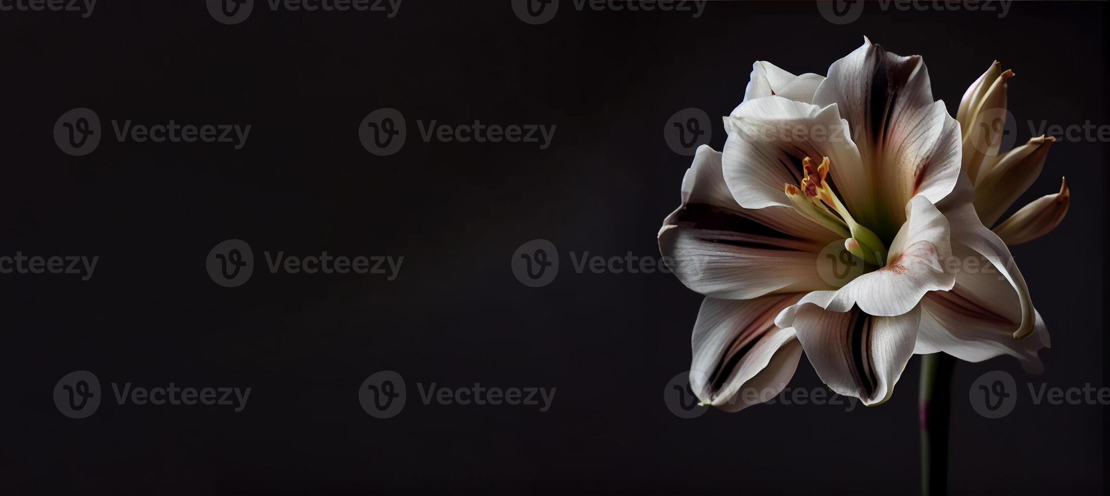 Dark petunia flower in black background photo