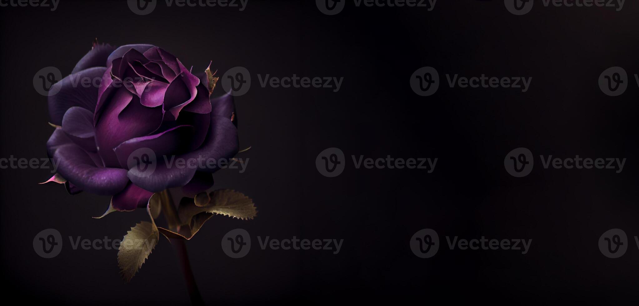oscuro púrpura Rosa flor en negro antecedentes ai generado foto
