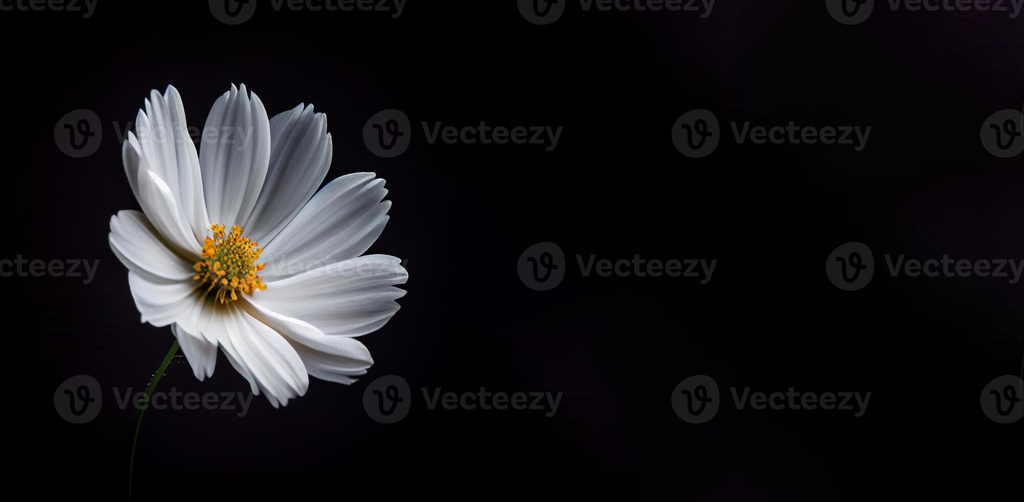 Dark white cosmos flower in black background photo