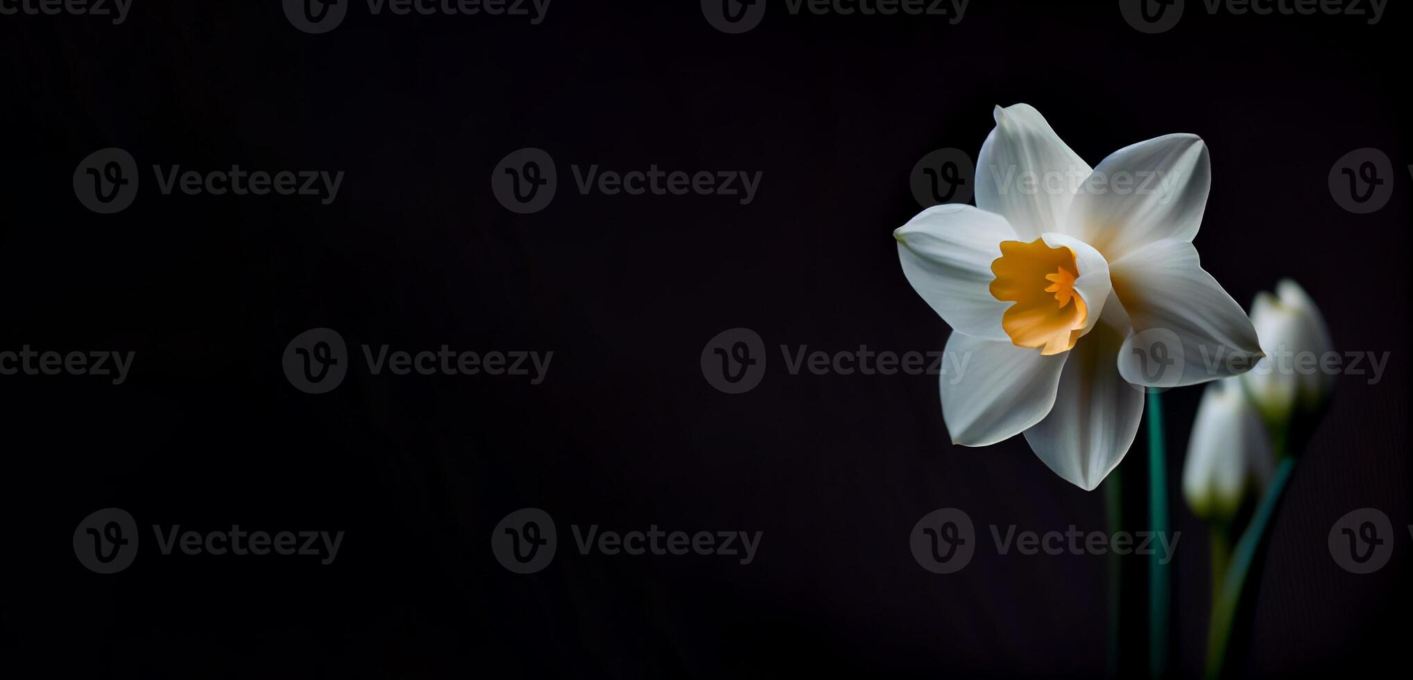 Dark daffodil flower in black background photo